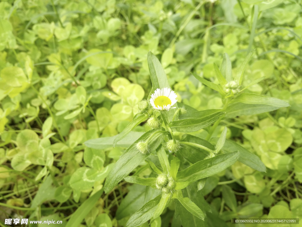 雏菊