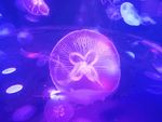 梦幻水母