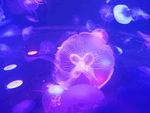 梦幻水母
