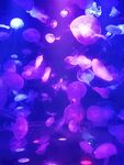 水母