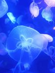 水母