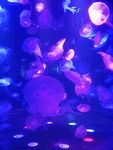 水母
