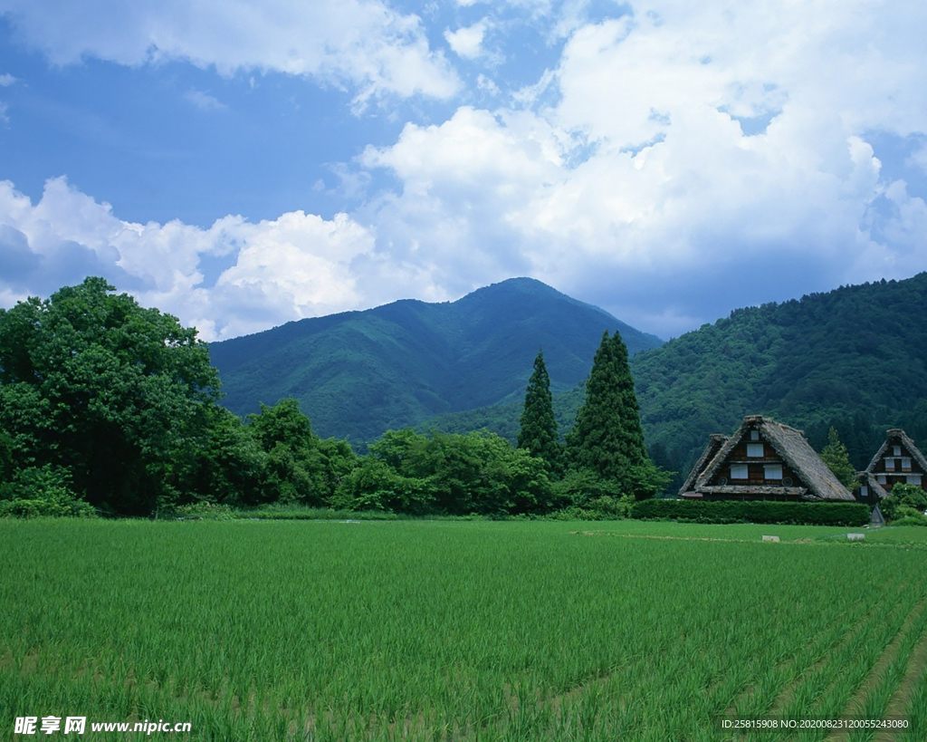 绿色背景