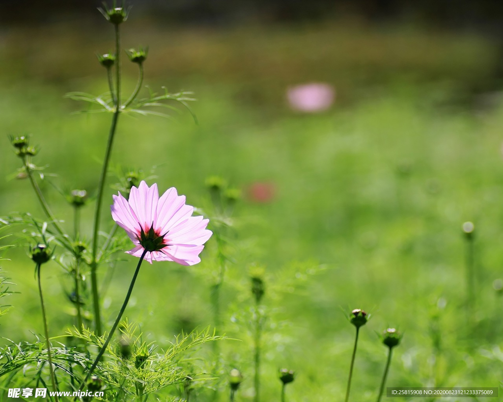 雏菊
