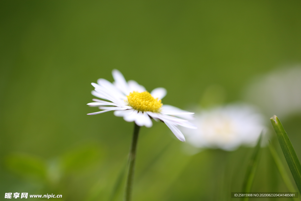 雏菊