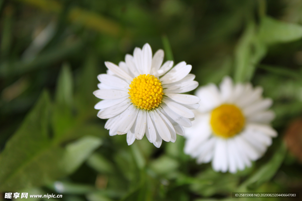 雏菊