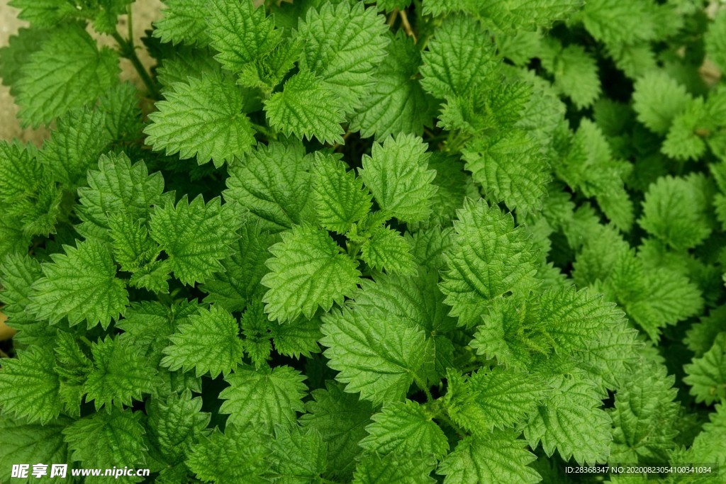 薄荷