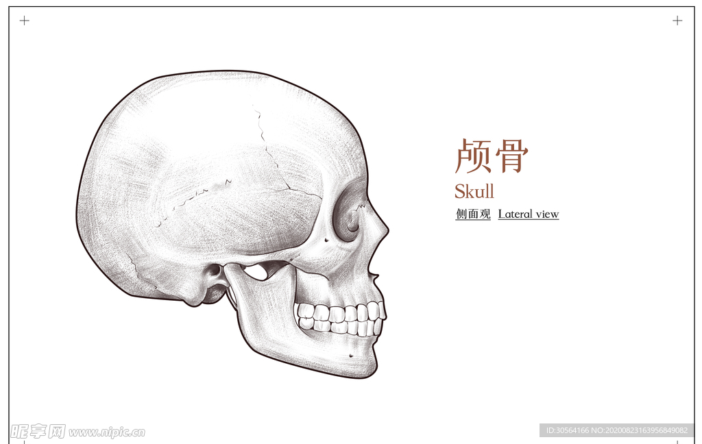 颅骨骨科社会公益展板素材