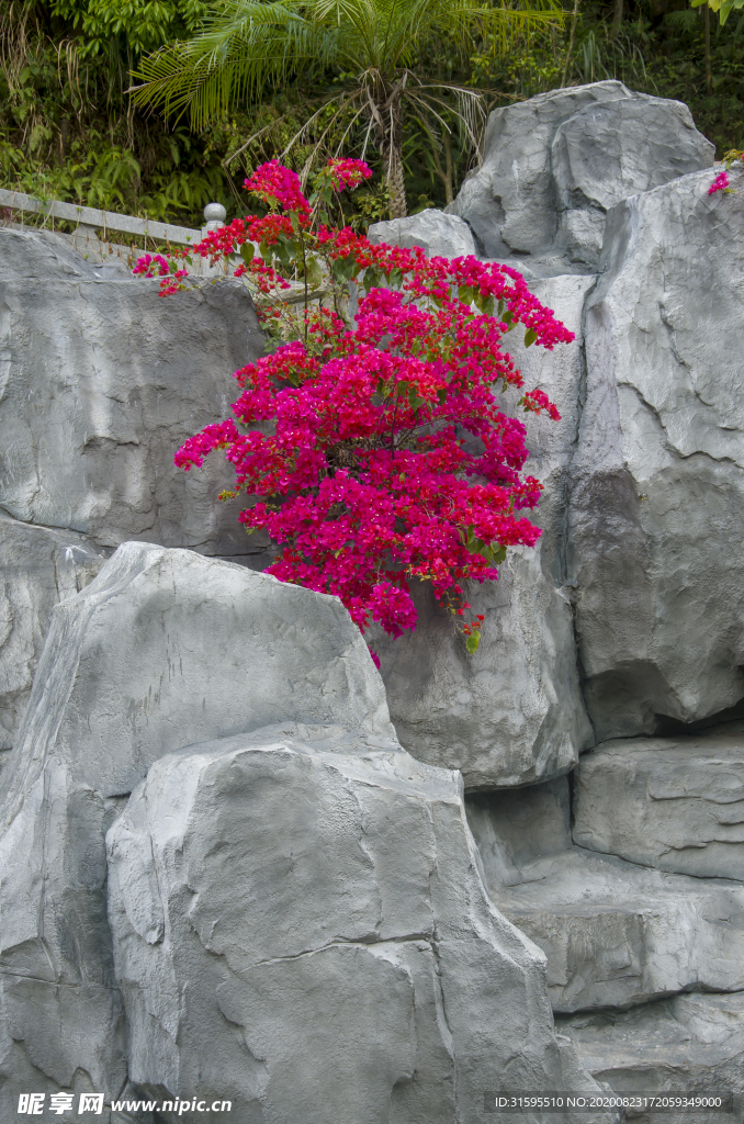 山水风景 樱花开放