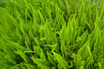 蕨 绿色植物