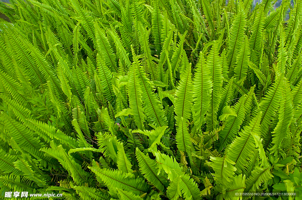 蕨 绿色植物