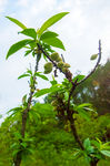 大自然风景 桃树新果实