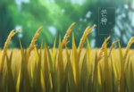 芒种