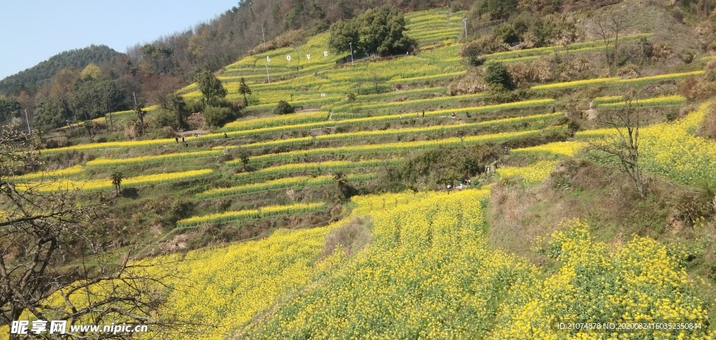 油菜花梯田