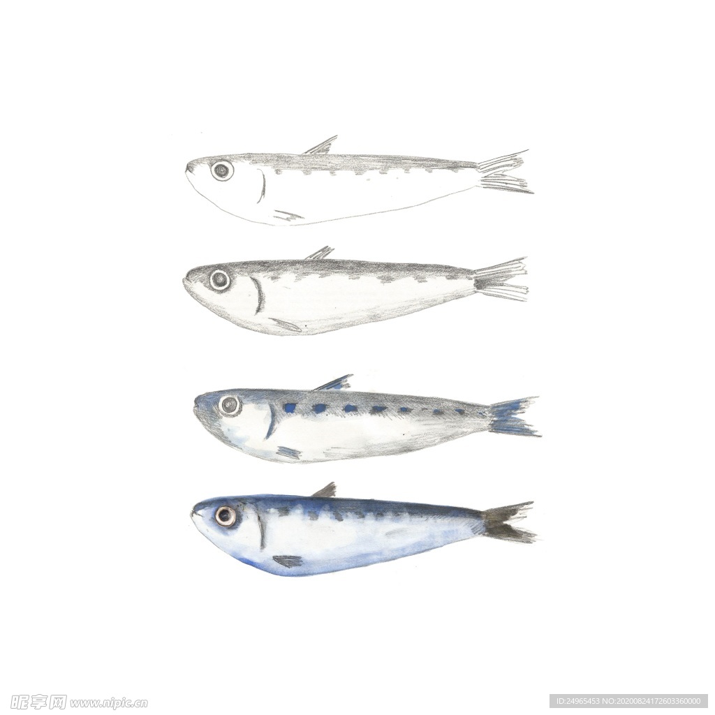 沙丁鱼插图