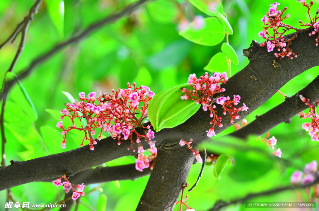 杨桃花果