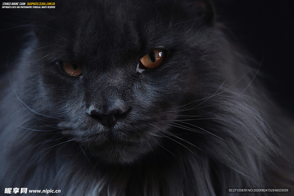 猫