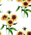 油画花 菊花