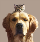 狗