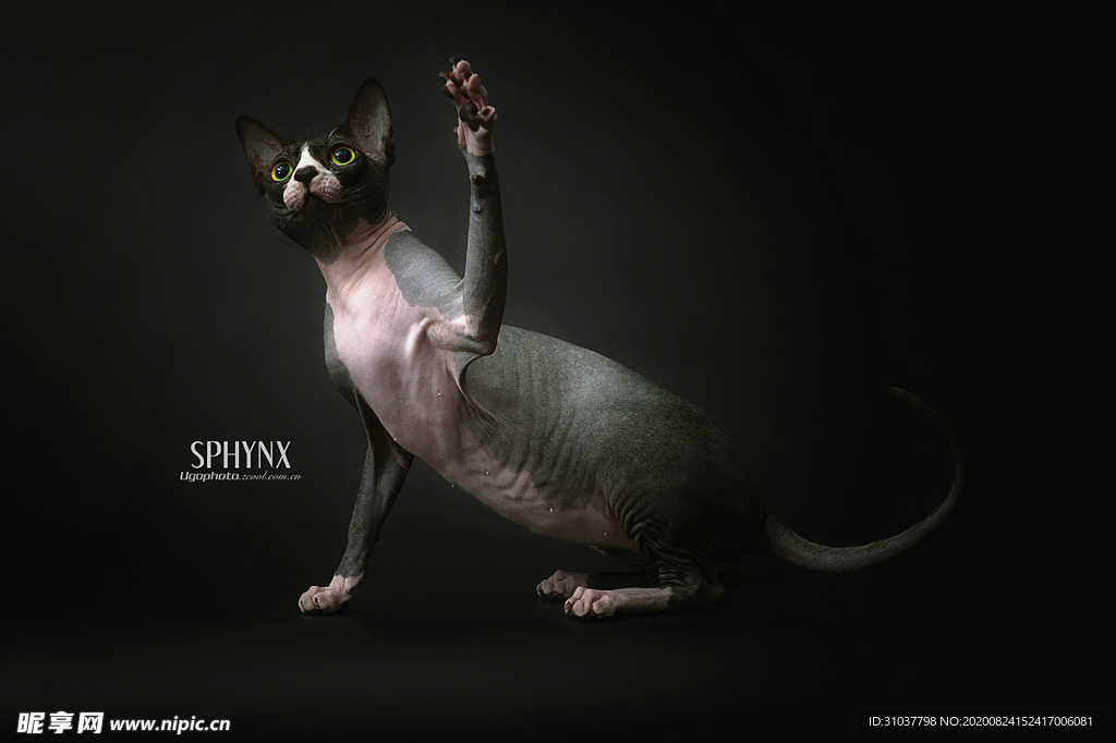 猫