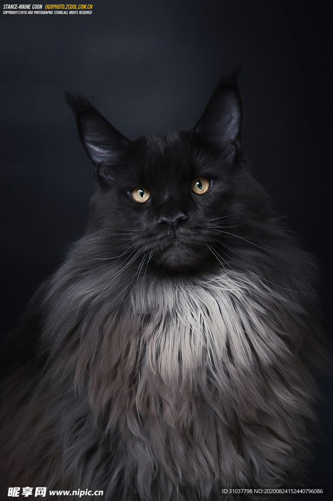猫