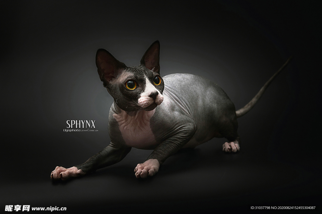 猫