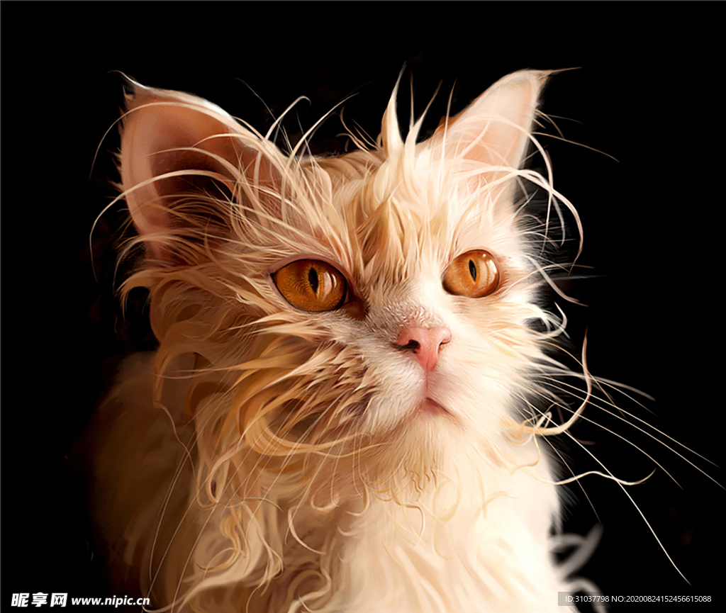 猫