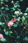 鲜花摄影图片