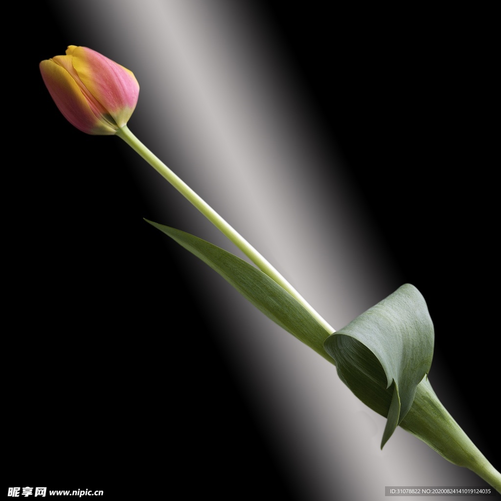 鲜花摄影图片