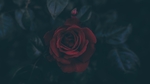 鲜花摄影图片