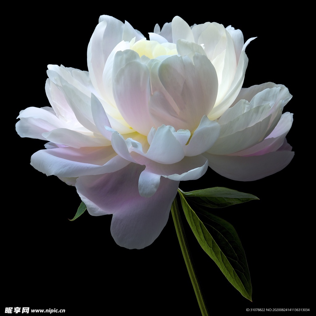 鲜花摄影图片
