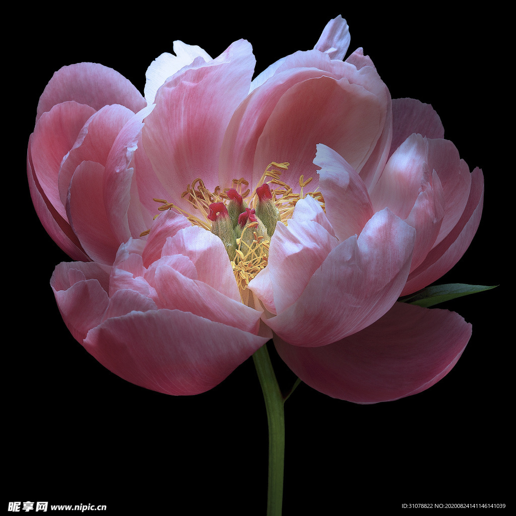 鲜花摄影图片