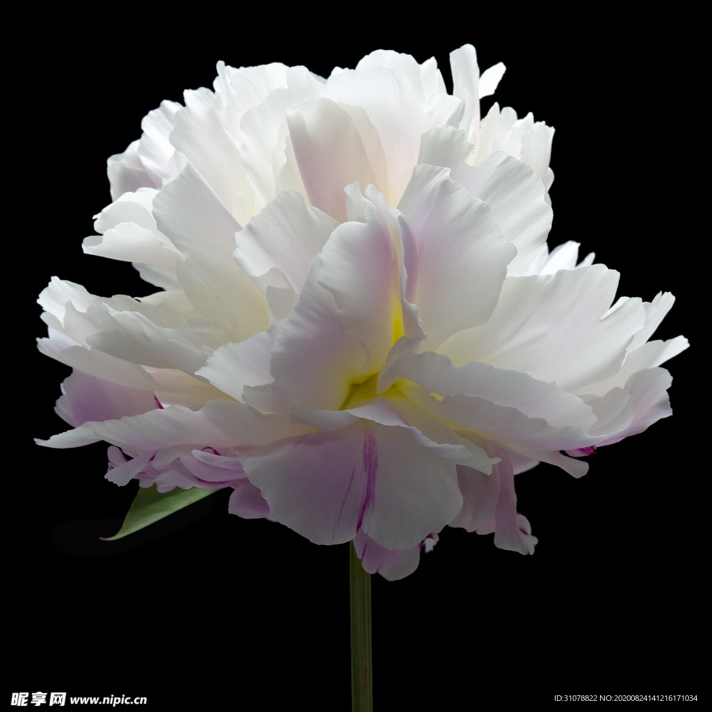 鲜花摄影图片