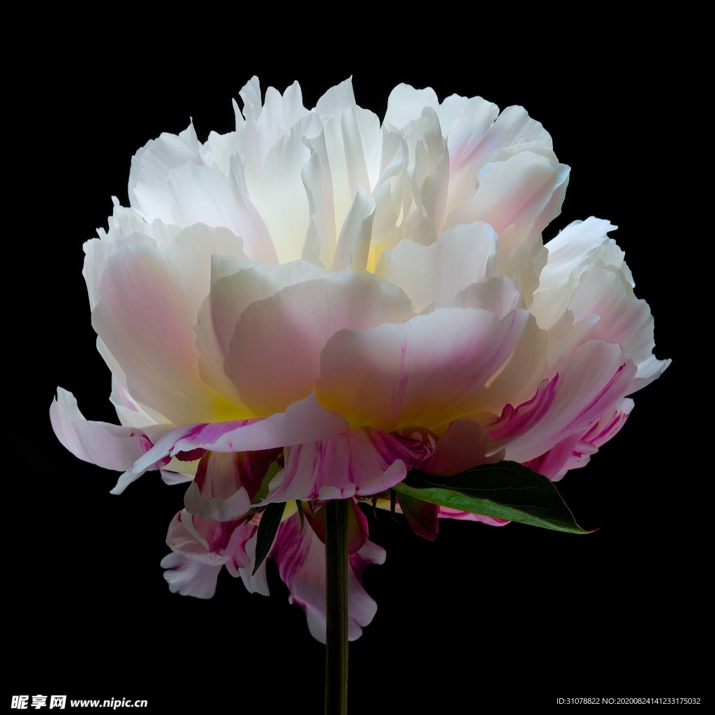 鲜花摄影图片