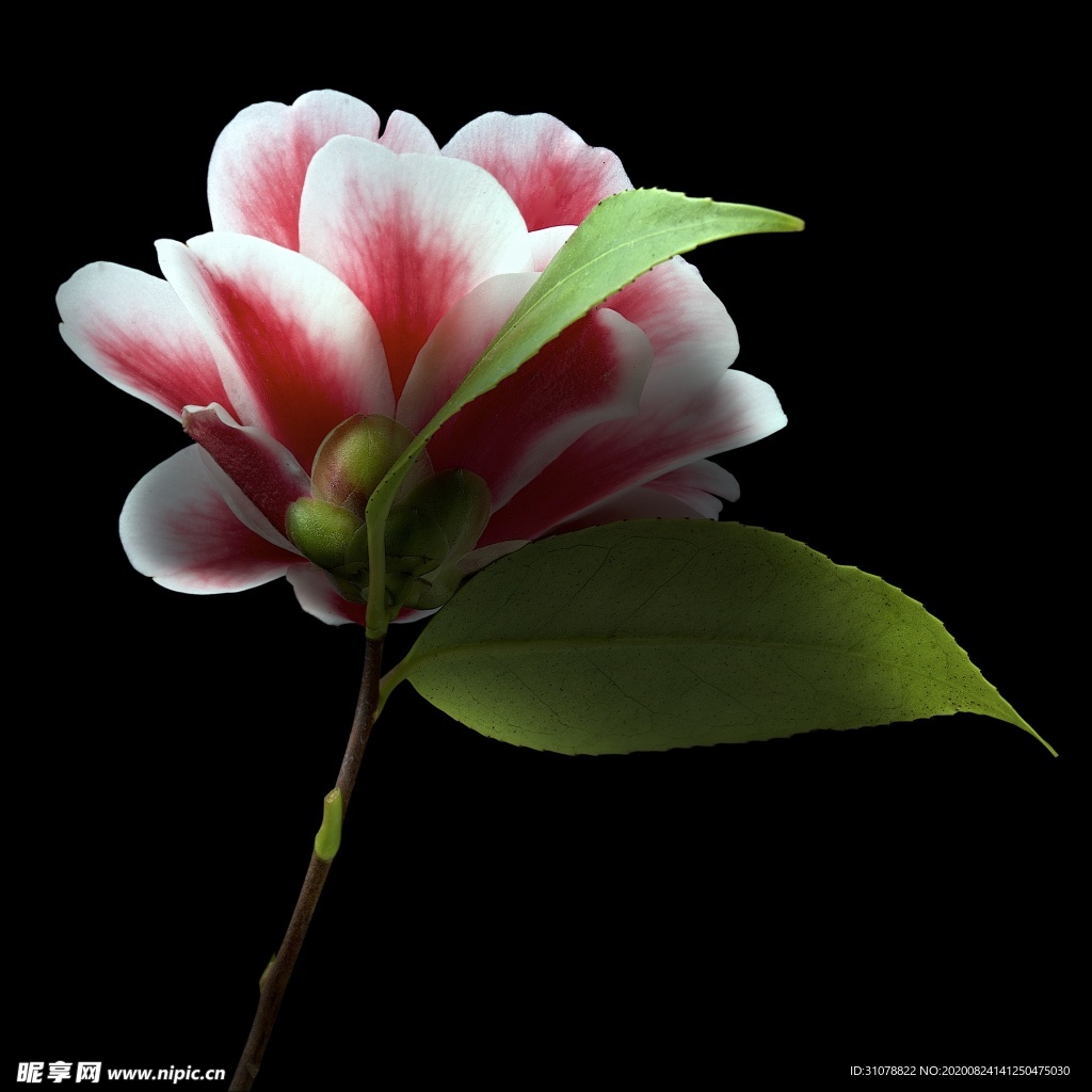 鲜花摄影图片