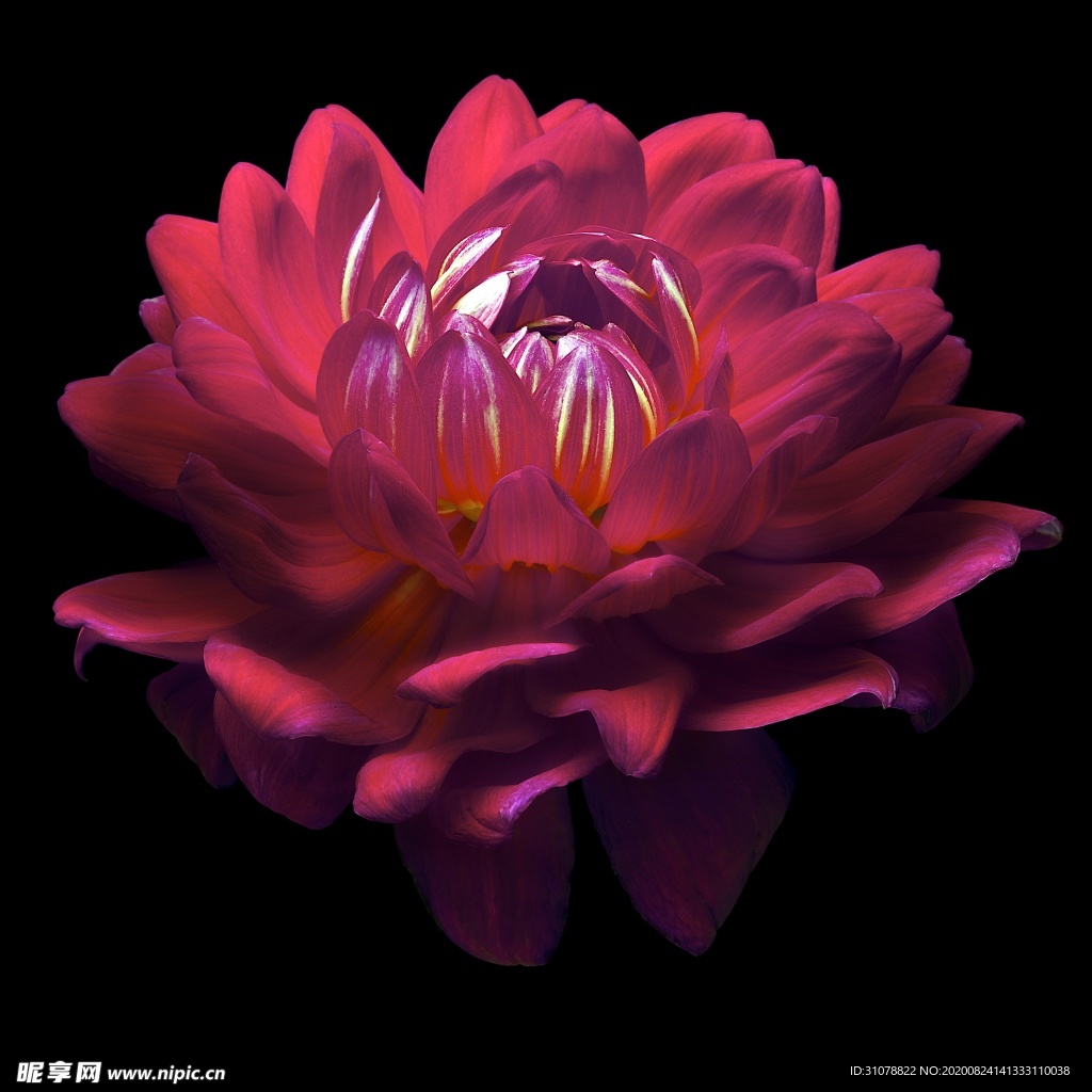 鲜花摄影图片