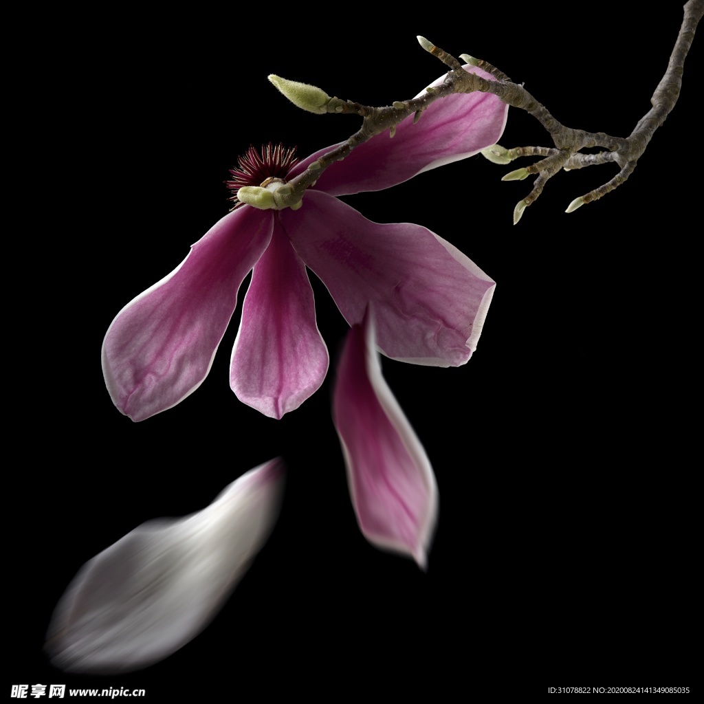 鲜花摄影图片