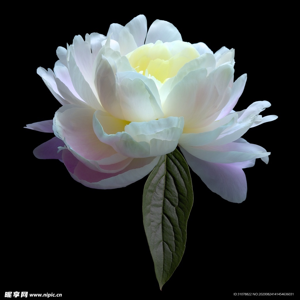 鲜花摄影图片