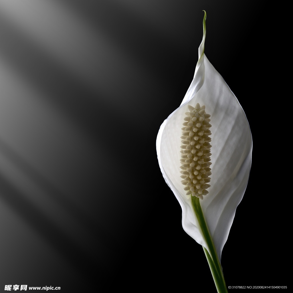 鲜花摄影图片