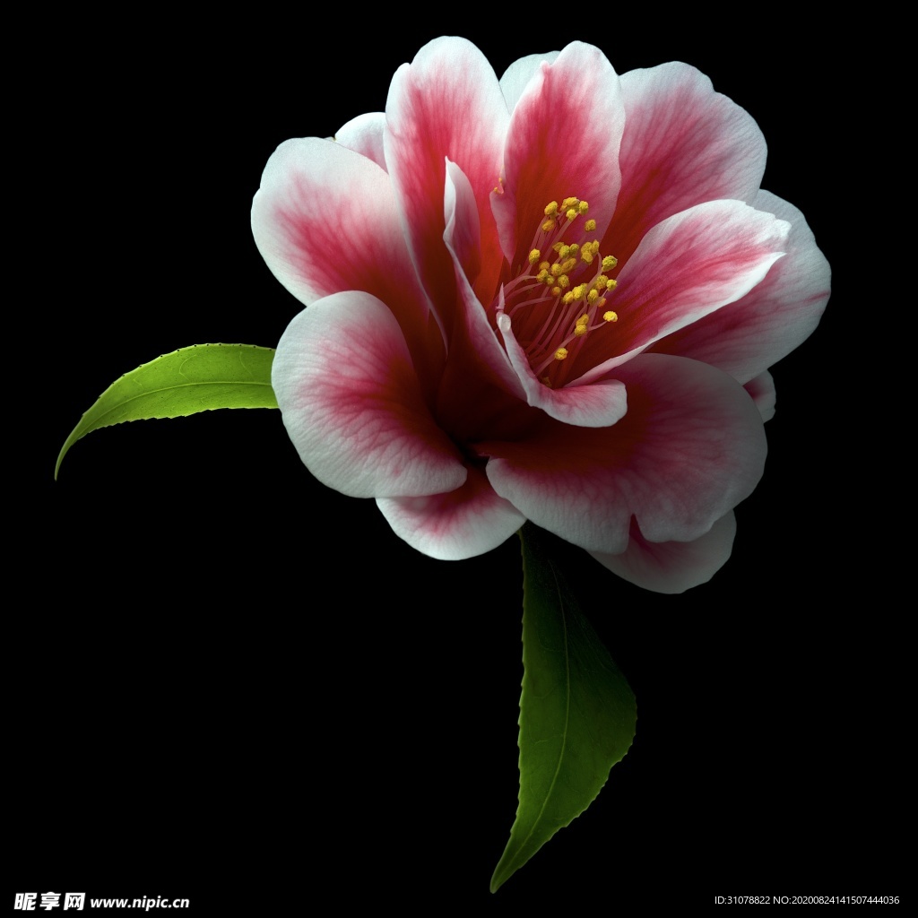 鲜花摄影图片