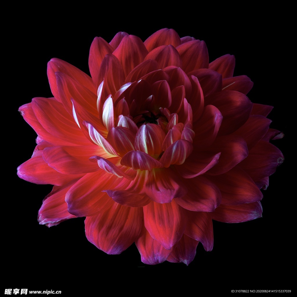 鲜花摄影图片