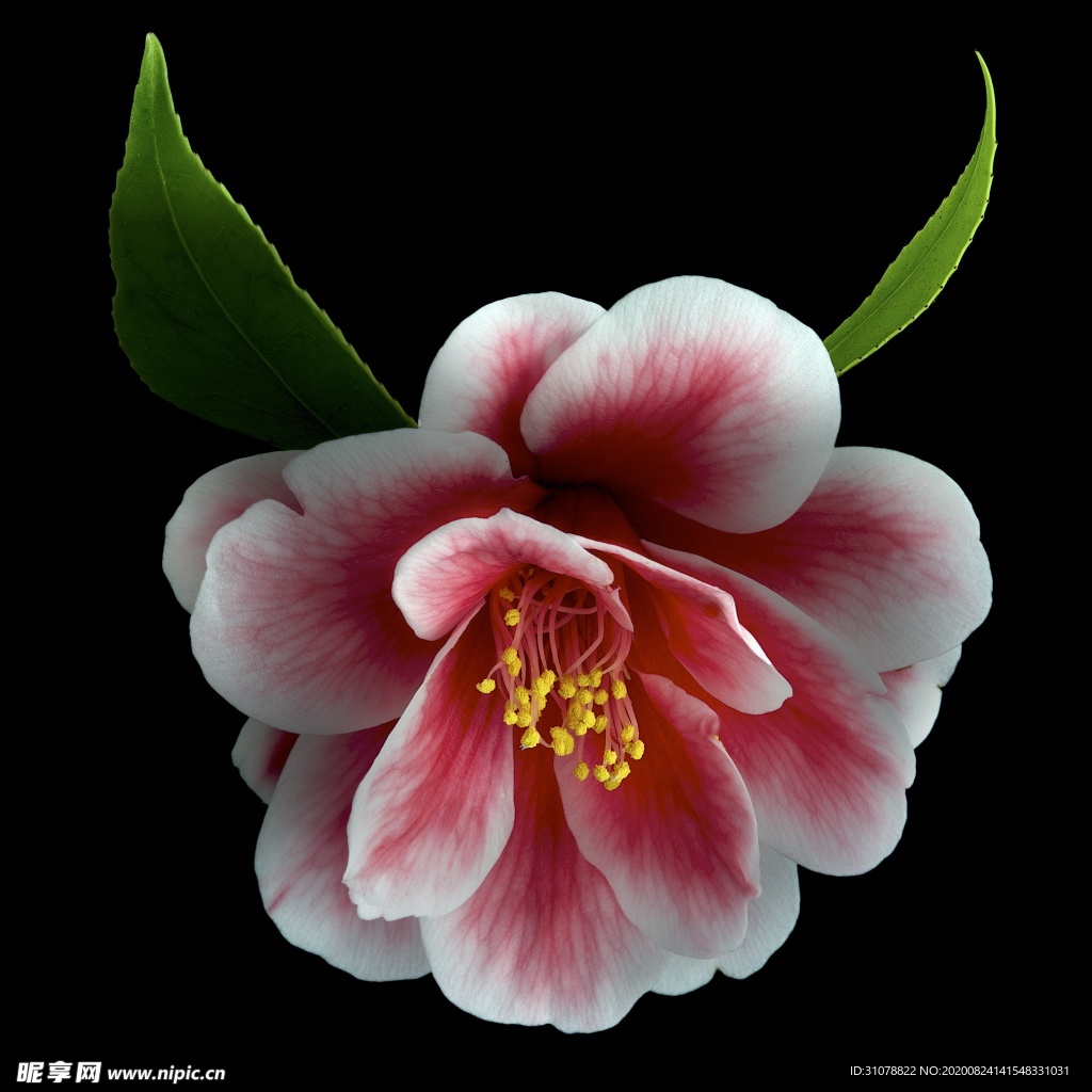 鲜花摄影图片