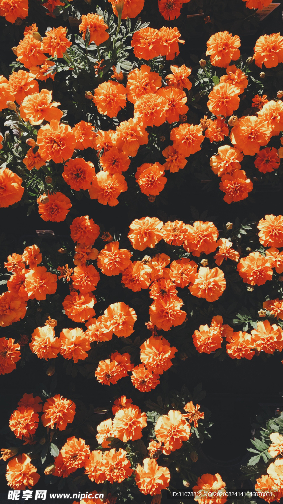 鲜花摄影图片