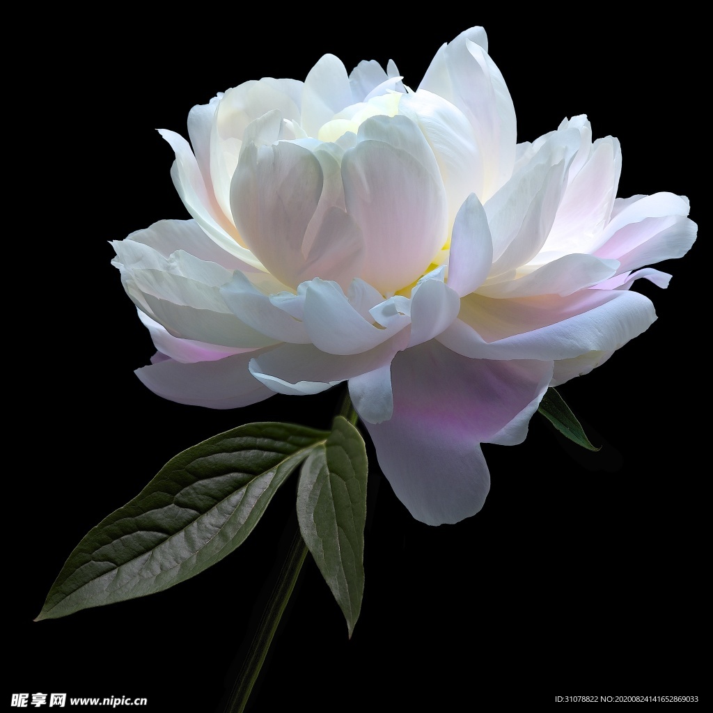 鲜花摄影图片