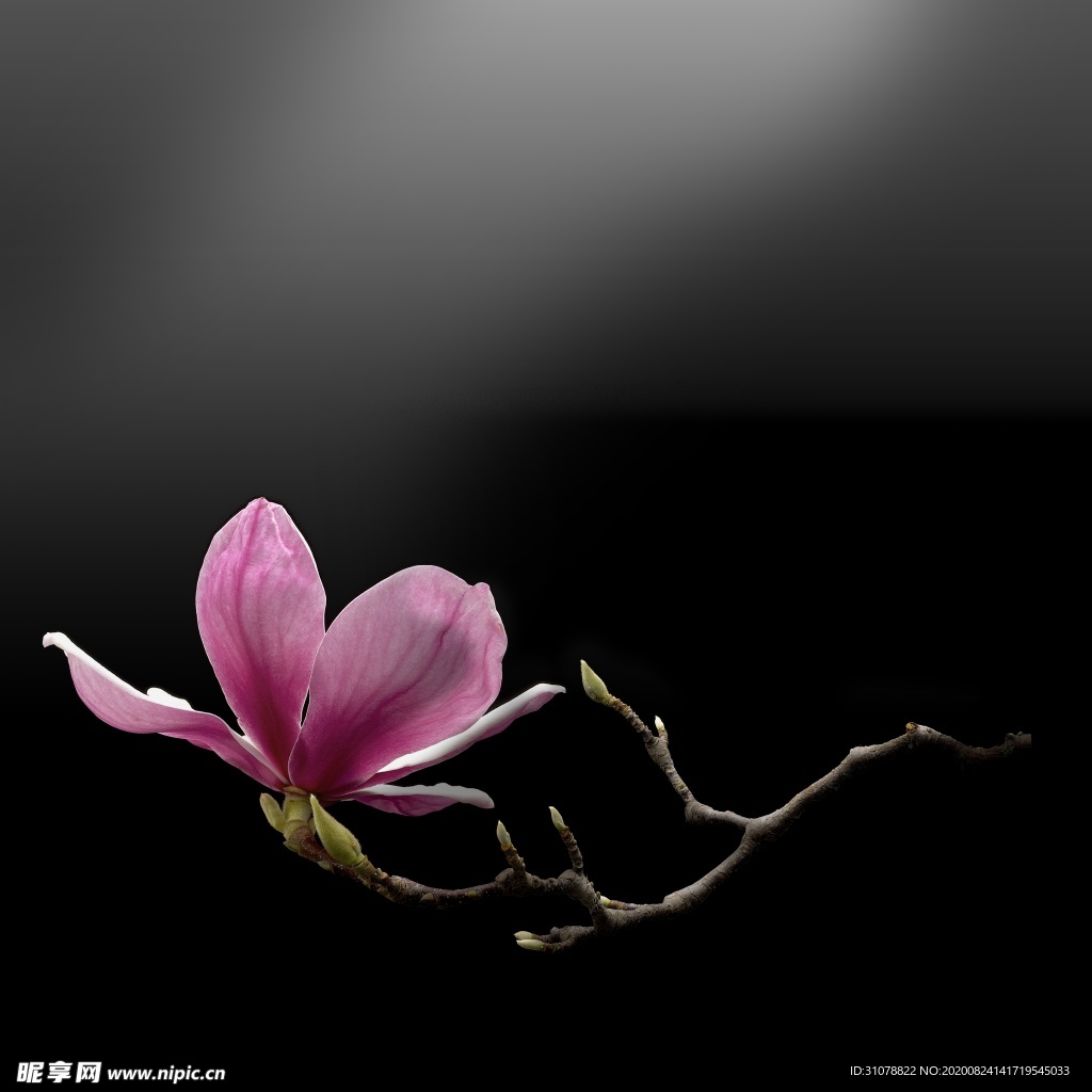鲜花摄影图片