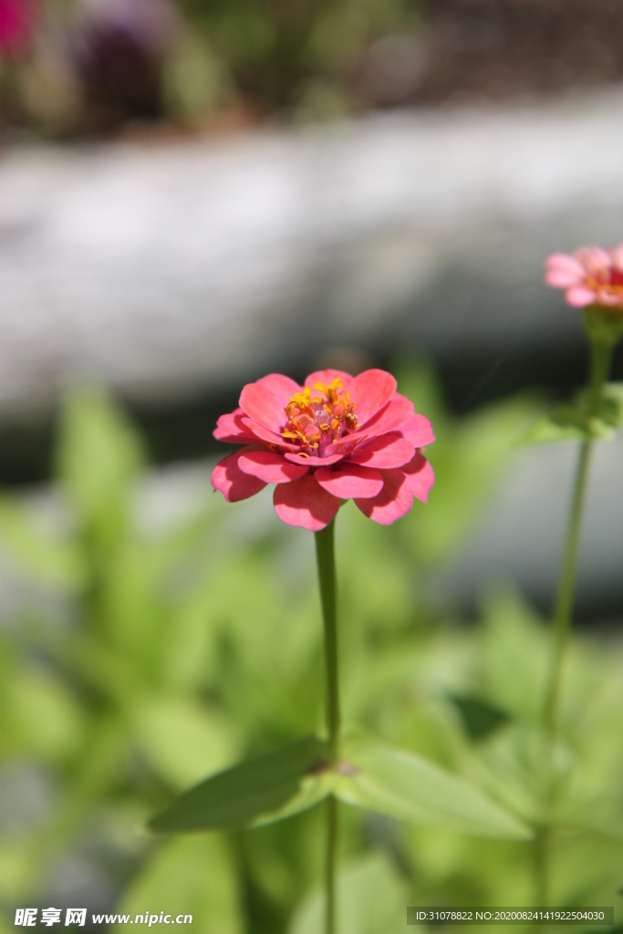 鲜花摄影图片