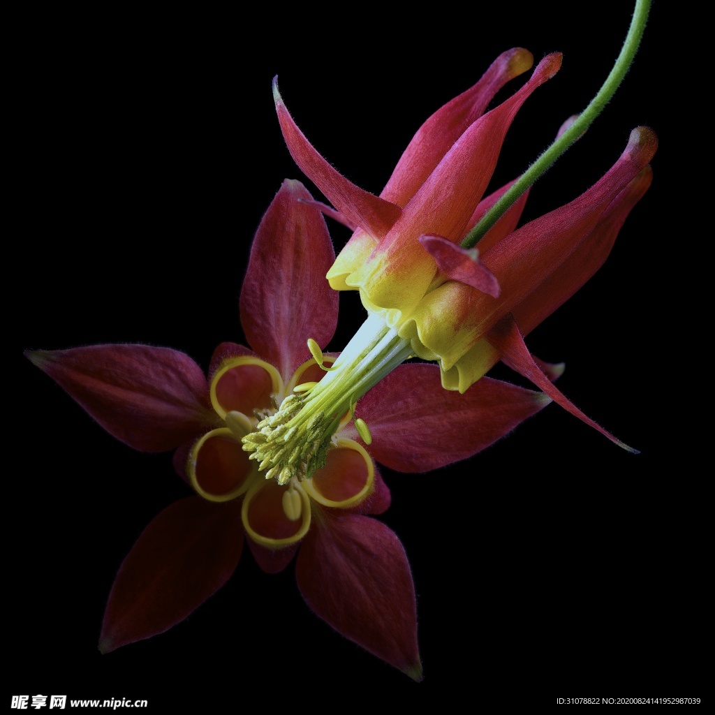 鲜花摄影图片