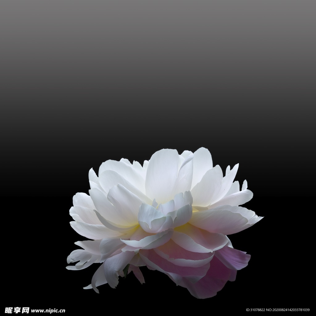 鲜花摄影图片