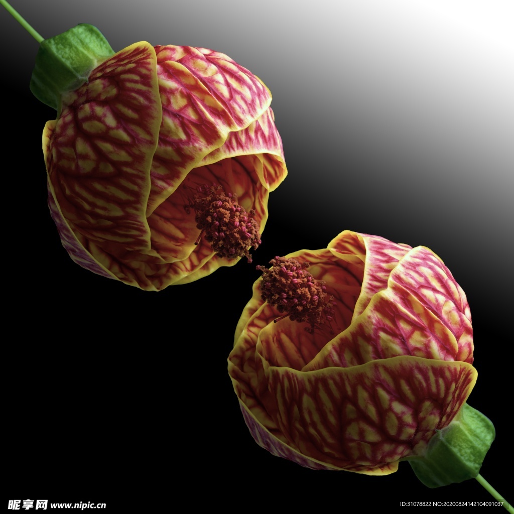 鲜花摄影图片