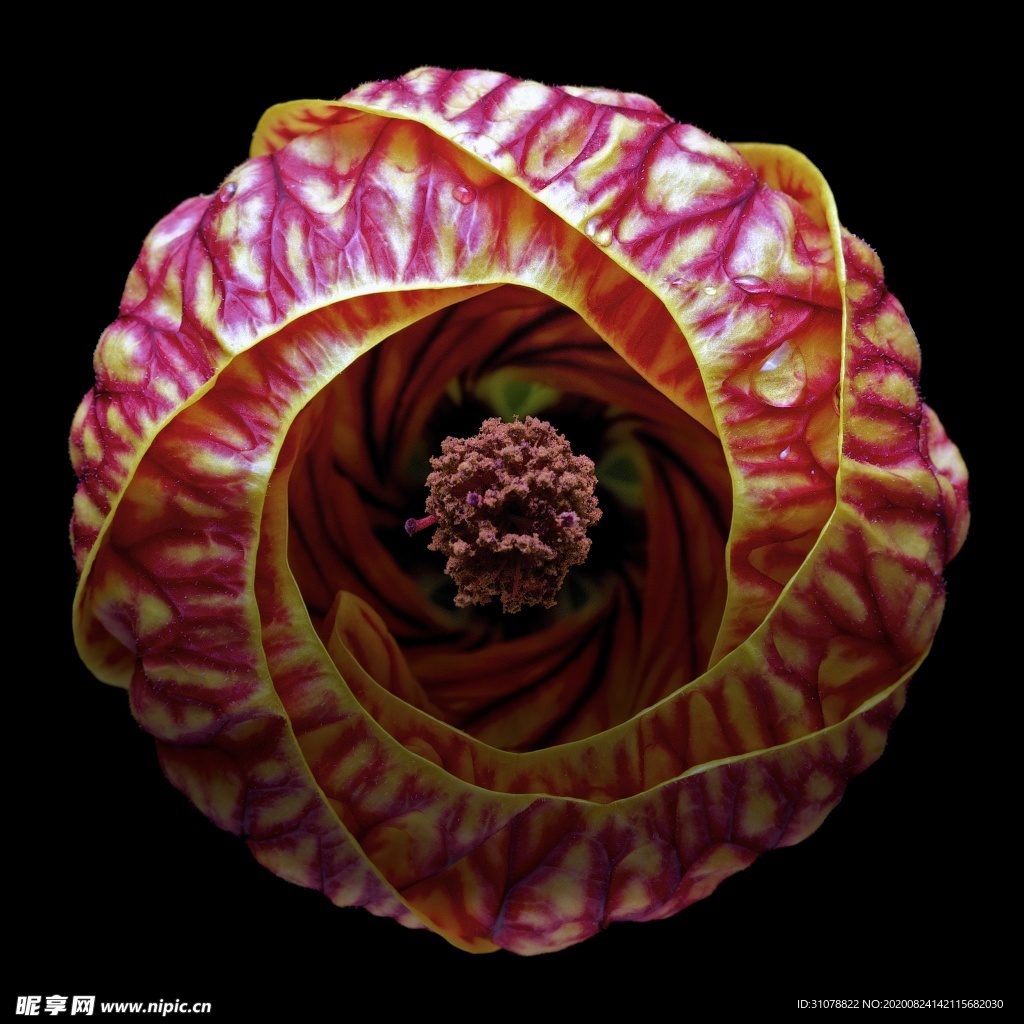 鲜花摄影图片